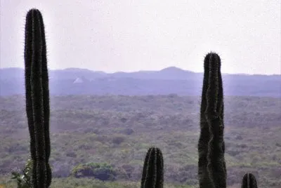 Paisaje yucateco.