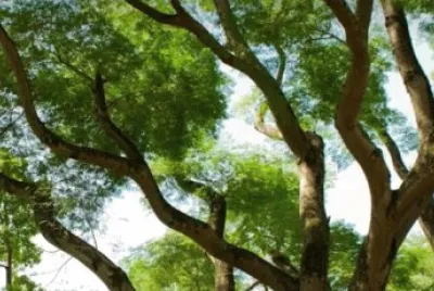 Trees