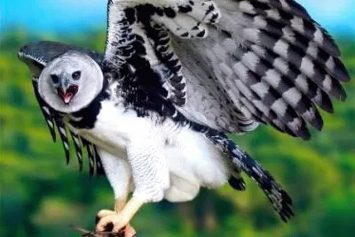 naturezal