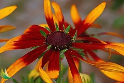 flores