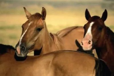 caballos 1