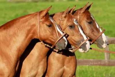 caballos2
