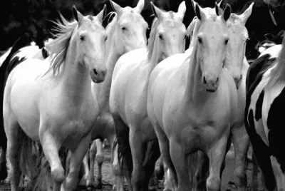 caballo4