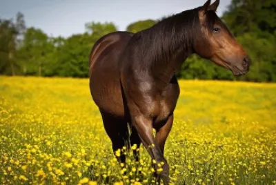caballo6