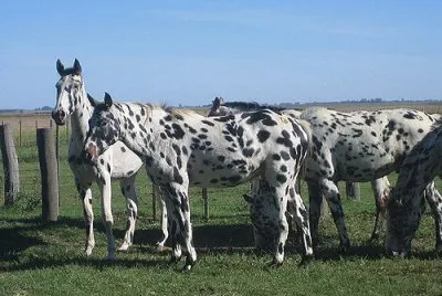 פאזל של caballo7