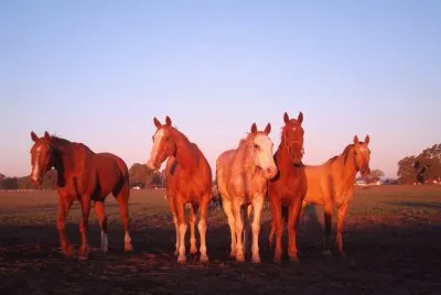 caballo8