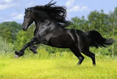 caballo9