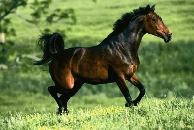 caballo10