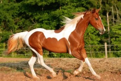caballo11