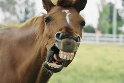 caballo12
