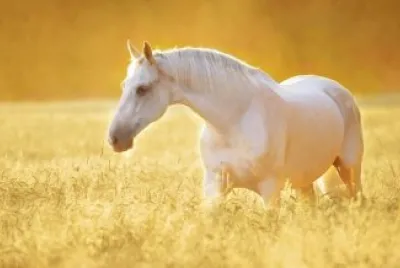 פאזל של caballo13