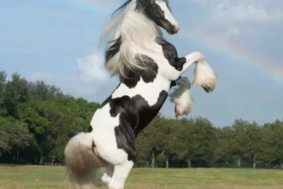 caballo14