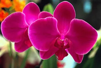 flores