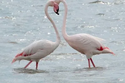 פאזל של fenicotteri Cagliari