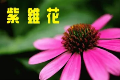 ç´«éŒèŠ±