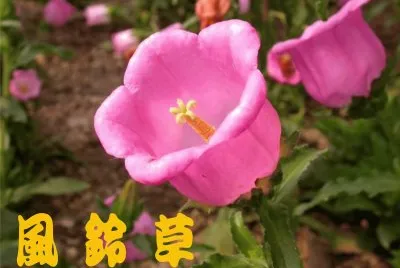 é¢¨éˆ´è‰