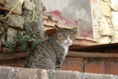 Chat