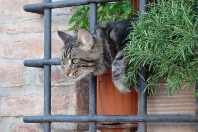 Chat