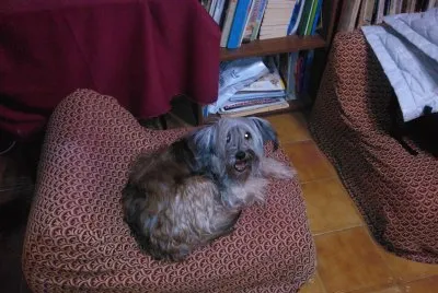 Chiqui