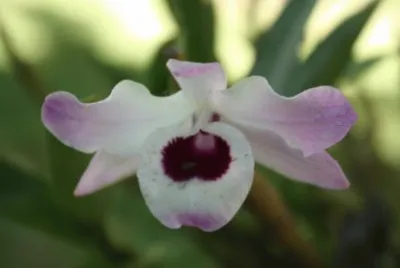 orquidea
