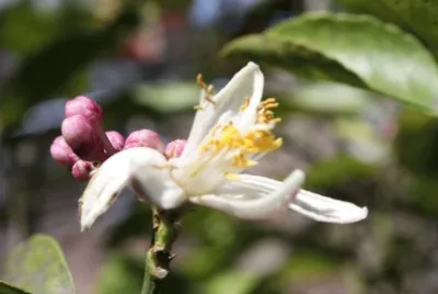 flor de naranjo