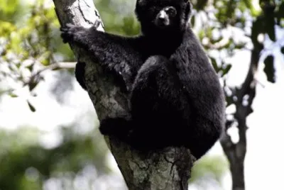 Sifaka di pierrer