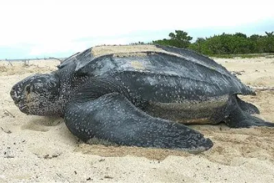 Tartaruga liuto