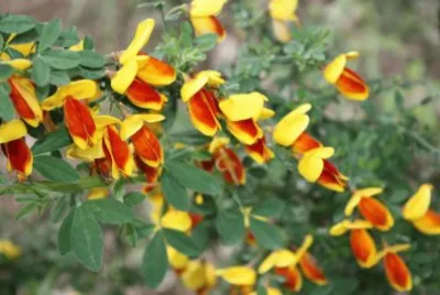 Retama espaÃ±ola