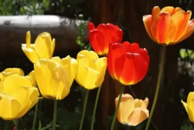 Tulipanes