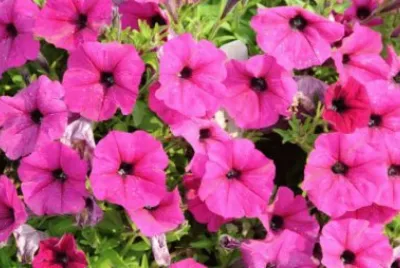 Petunia
