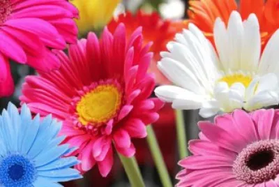 Gerbera