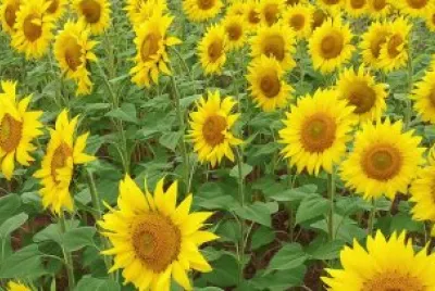 Sol