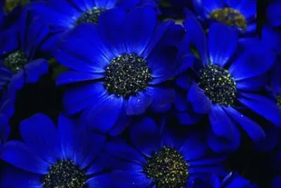 Cineraria