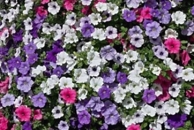 Petunias