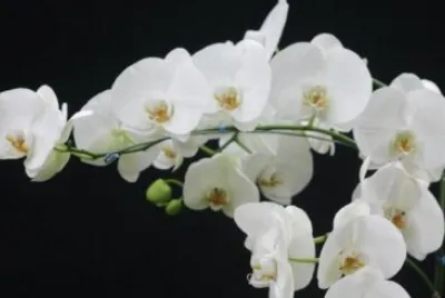 Orquidea