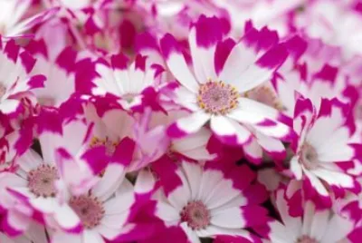 Magenta Cineraria