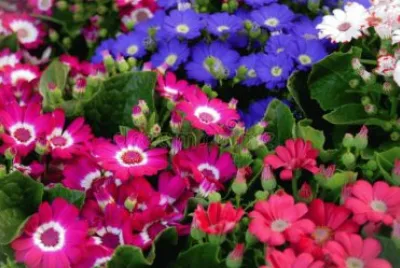 Multiflores