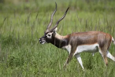 Antilope cervicapra