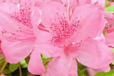 flores