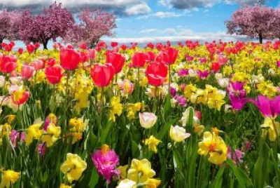 primavera 3d