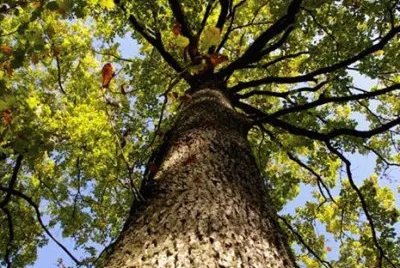 natureza