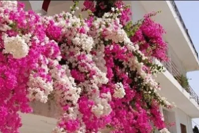 flores