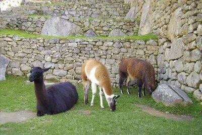 Habitantes de Machu Picchu.