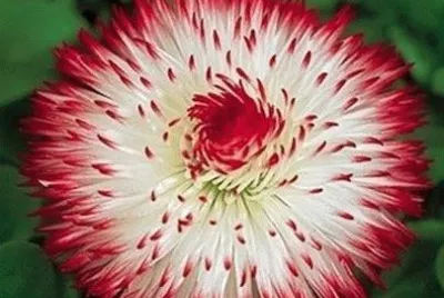 flores