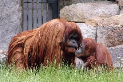 Orango del borneo