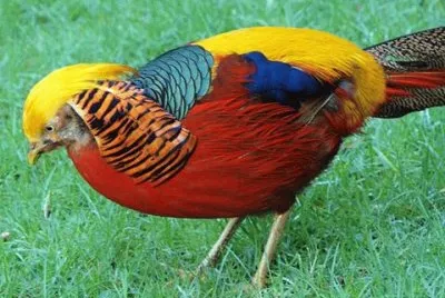 natureza