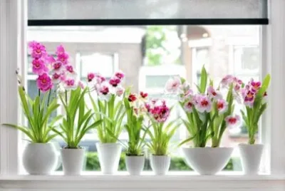 flores