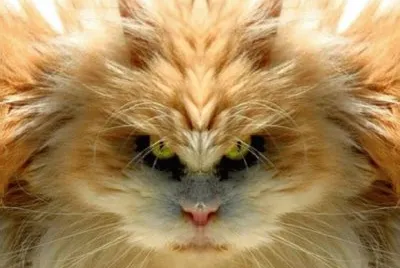 kitty