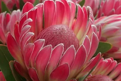 flores