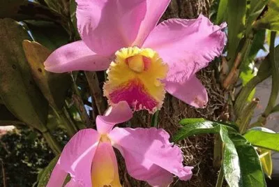 flores